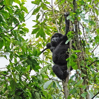 Bwindi - Young gorilla